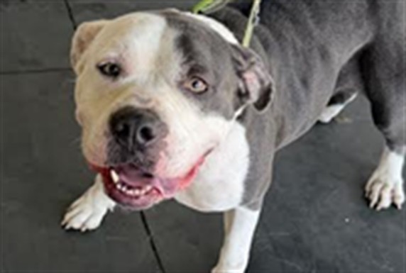 Shelter Stray Female Dog last seen , 1850 W 60th St, Los Angeles, CA 90047, USA