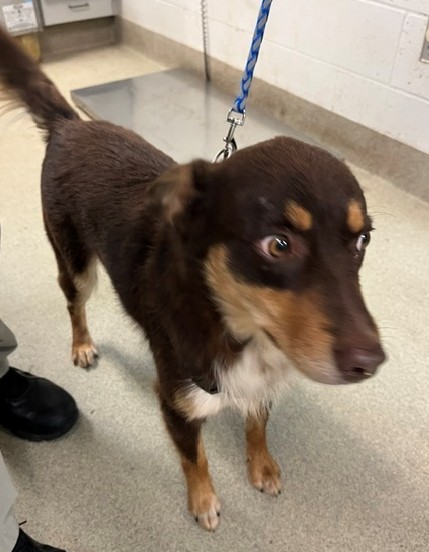 Shelter Stray Male Dog last seen , 2811 SE 29th St, Oklahoma City, OK 73129, USA