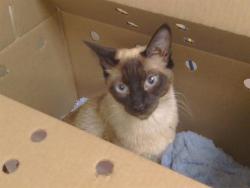 Shelter Stray Female Cat last seen WATT AVE/ARDEN WAY, SACRAMENTO CA 95825, 3839 Bradshaw Rd, Sacramento, CA 95827, USA