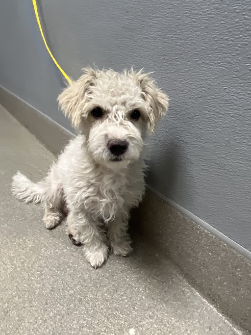 Shelter Stray Male Dog last seen N RANCHO DR & W WASHINGTON AVE, 655 N Mojave Rd, Las Vegas, NV 89101, USA