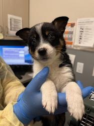 Shelter Stray Male Dog last seen FREEDOM PARK, 655 N Mojave Rd, Las Vegas, NV 89101, USA