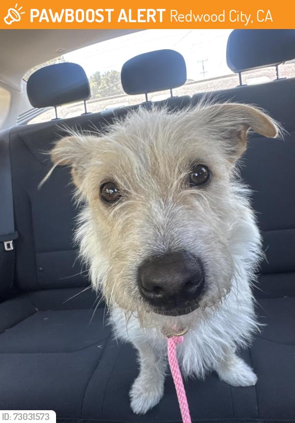 Found/Stray Male Dog last seen Industrial way & E street Redwood city, Redwood City, CA 94070