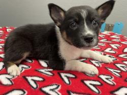 Shelter Stray Male Dog last seen FREEDOM PARK, 655 N Mojave Rd, Las Vegas, NV 89101, USA