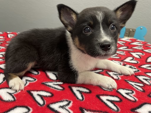 Shelter Stray Male Dog last seen FREEDOM PARK, 655 N Mojave Rd, Las Vegas, NV 89101, USA