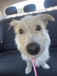 Found/Stray Male Dog last seen Industrial way & E street Redwood city, Redwood City, CA 94070