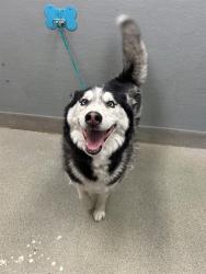 Shelter Stray Male Dog last seen OQUENDO RD | S FORT APACHE RD, 655 N Mojave Rd, Las Vegas, NV 89101, USA