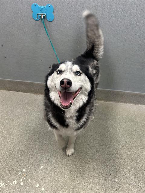 Shelter Stray Male Dog last seen OQUENDO RD | S FORT APACHE RD, 655 N Mojave Rd, Las Vegas, NV 89101, USA