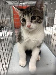Shelter Stray Male Cat last seen , 655 N Mojave Rd, Las Vegas, NV 89101, USA