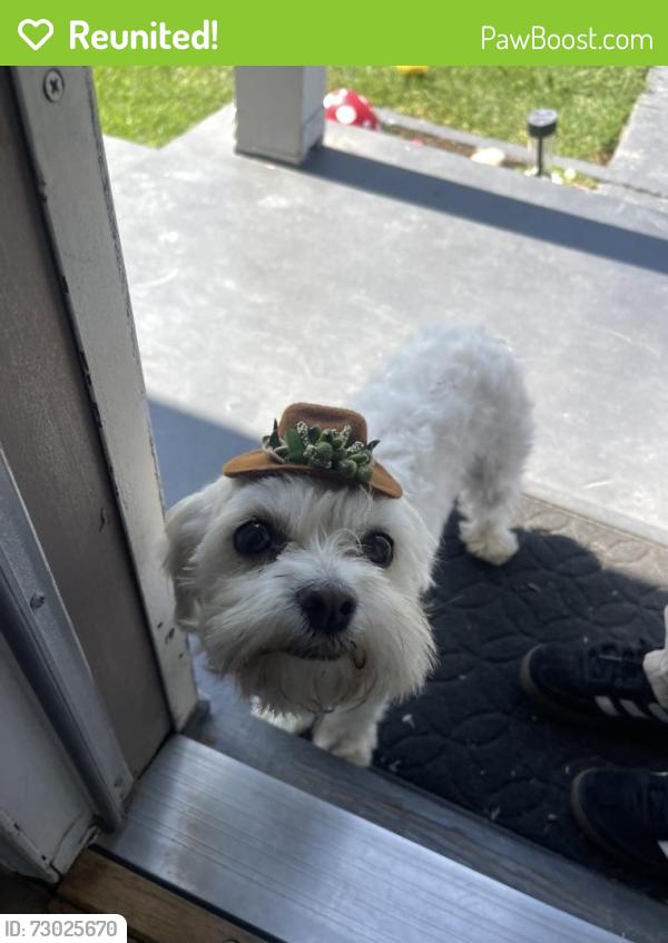 Reunited Female Dog last seen S Broadway & W Gage Ave, Los Angeles, CA 90003, USA, Los Angeles, CA 90003