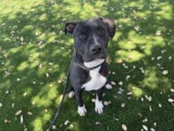 Shelter Stray Male Dog last seen , 3201 Lacy St, Los Angeles, CA 90031, USA