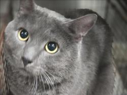 Shelter Stray Male Cat last seen , 3201 Lacy St, Los Angeles, CA 90031, USA