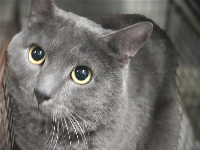 Shelter Stray Male Cat last seen , 3201 Lacy St, Los Angeles, CA 90031, USA
