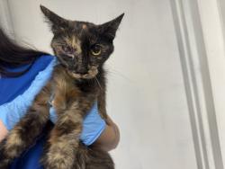 Shelter Stray Female Cat last seen , 333 Chandler Pl, San Bernardino, CA 92408, USA