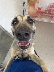 Shelter Stray Female Dog last seen Near BLOCK MERRILL AV, 333 Chandler Pl, San Bernardino, CA 92408, USA