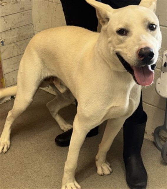 Shelter Stray Male Dog last seen CANYON CREST X CHERRY, 333 Chandler Pl, San Bernardino, CA 92408, USA