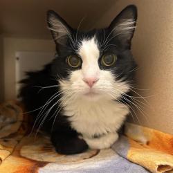 Shelter Stray Female Cat last seen Near BLOCK E MISSISSIPPI AVE, DENVER CO 80247, 1241 W Bayaud Ave, Denver, CO 80223, USA