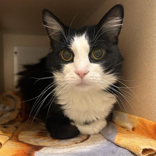 Shelter Stray Female Cat last seen Near BLOCK E MISSISSIPPI AVE, DENVER CO 80247, 1241 W Bayaud Ave, Denver, CO 80223, USA