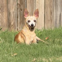 Shelter Stray Male Dog last seen Near BLOCK RUSTLEAF, 4710 TX-151, San Antonio, TX 78227, USA