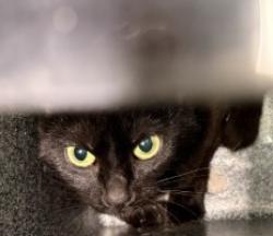 Shelter Stray Female Cat last seen CHINA AVE, 1601 Airport Rd, Shelby, NC 28150, USA