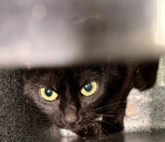 Shelter Stray Female Cat last seen CHINA AVE, 1601 Airport Rd, Shelby, NC 28150, USA