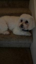 Lost Male Dog last seen Near long arbor ln, Katy, TX 77449