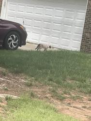 Found/Stray Unknown Cat last seen Alexis and cedar grove drive, Durham, NC 27703
