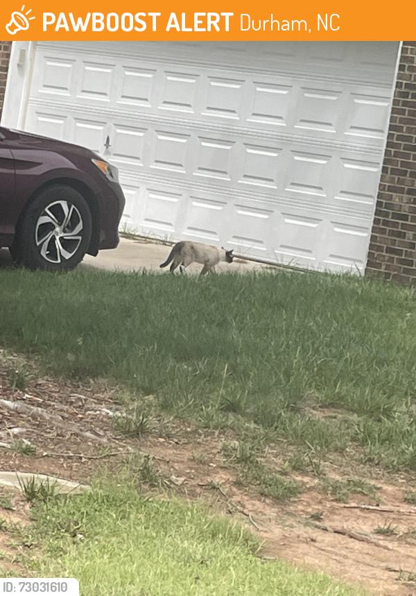Found/Stray Unknown Cat last seen Alexis and cedar grove drive, Durham, NC 27703
