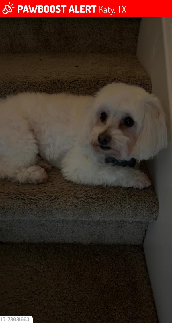 Lost Male Dog last seen Near long arbor ln, Katy, TX 77449