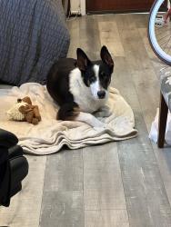 Reunited Male Dog last seen Rose and 4th in Venice , Los Angeles, CA 90291