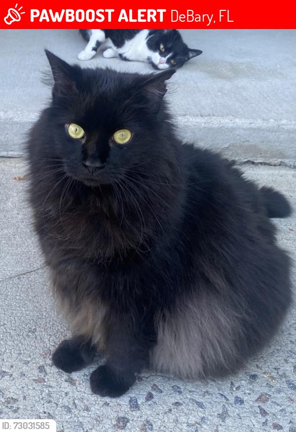 Lost Male Cat last seen Lake Dr, Shell, DeBary, FL 32713