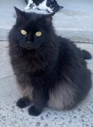 Lost Male Cat last seen Lake Dr, Shell, DeBary, FL 32713