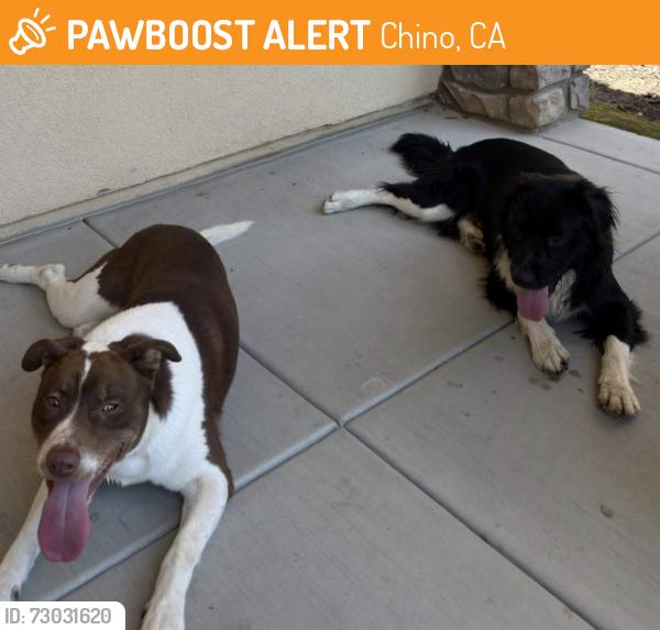Found/Stray Male Dog last seen Fern and St Michael Ln.  Chino, Chino, CA 91710