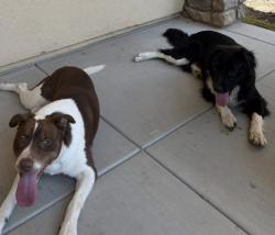 Found/Stray Male Dog last seen Fern and St Michael Ln.  Chino, Chino, CA 91710