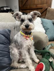 Reunited Female Dog last seen Leland & Mary, Riverside, CA 92506