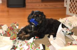 Lost Male Dog last seen Near FREEMAN DRIVE, Thunder Bay, ON P7K 1H3