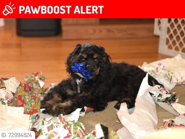 Lost Male Dog last seen Near FREEMAN DRIVE, Thunder Bay, ON P7K 1H3