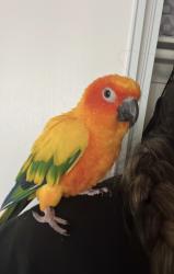 Reunited Male Bird last seen Los coches rd, El Cajon, CA 92020