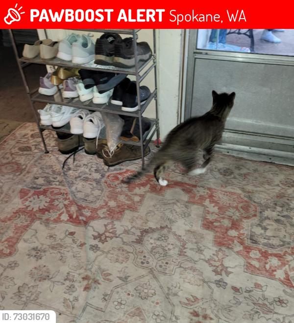 Lost Unknown Cat last seen Sherman Street and Hartson Avenue , Spokane, WA 99202