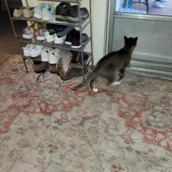 Lost Unknown Cat last seen Sherman Street and Hartson Avenue , Spokane, WA 99202