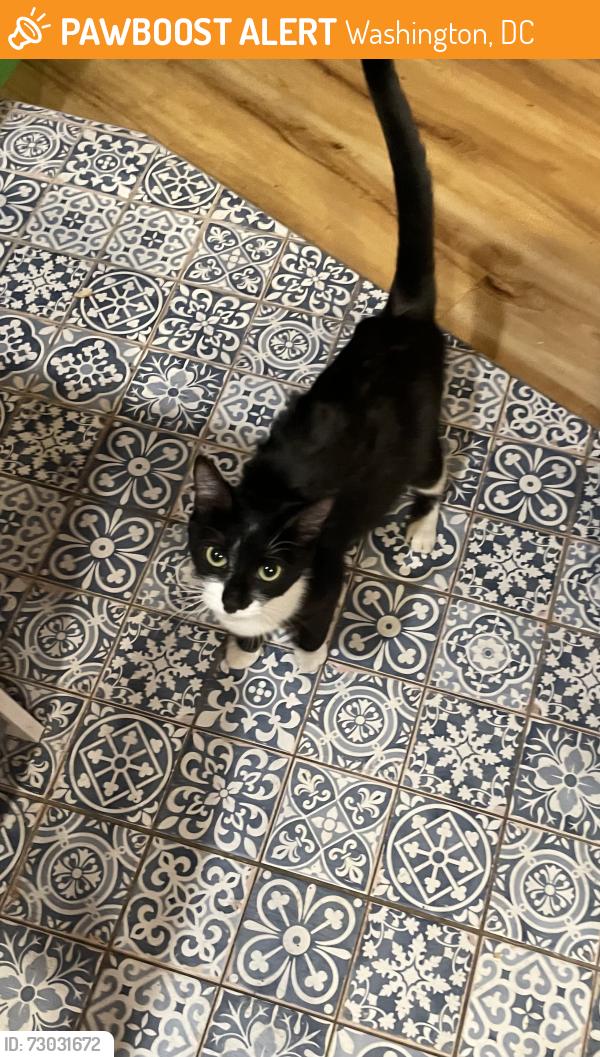 Found/Stray Unknown Cat last seen North Capital Street NW, Washington, DC 20001