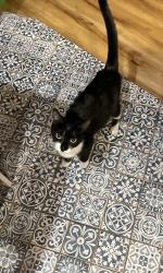 Found/Stray Unknown Cat last seen North Capital Street NW, Washington, DC 20001