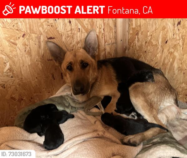Lost Female Dog last seen sierra ave , Fontana, CA 92331