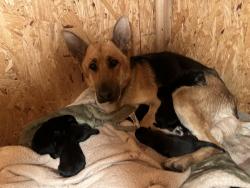 Lost Female Dog last seen sierra ave , Fontana, CA 92331