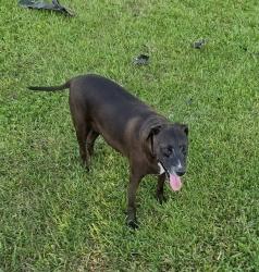 Lost Female Dog last seen 300ave sw 172 st in hmstd, Homestead, FL 33030