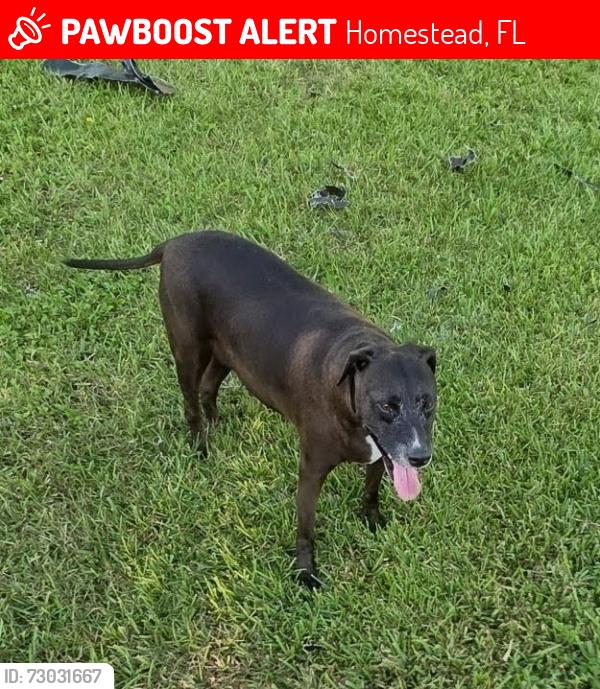 Lost Female Dog last seen 300ave sw 172 st in hmstd, Homestead, FL 33030