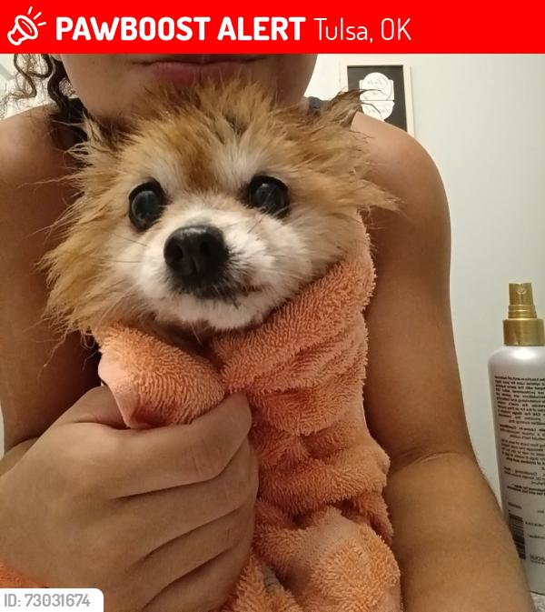 Lost Male Dog last seen 41st street and 145th E Ave, Tulsa, OK 74146