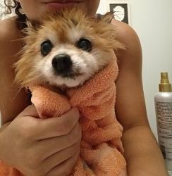 Lost Male Dog last seen 41st street and 145th E Ave, Tulsa, OK 74146
