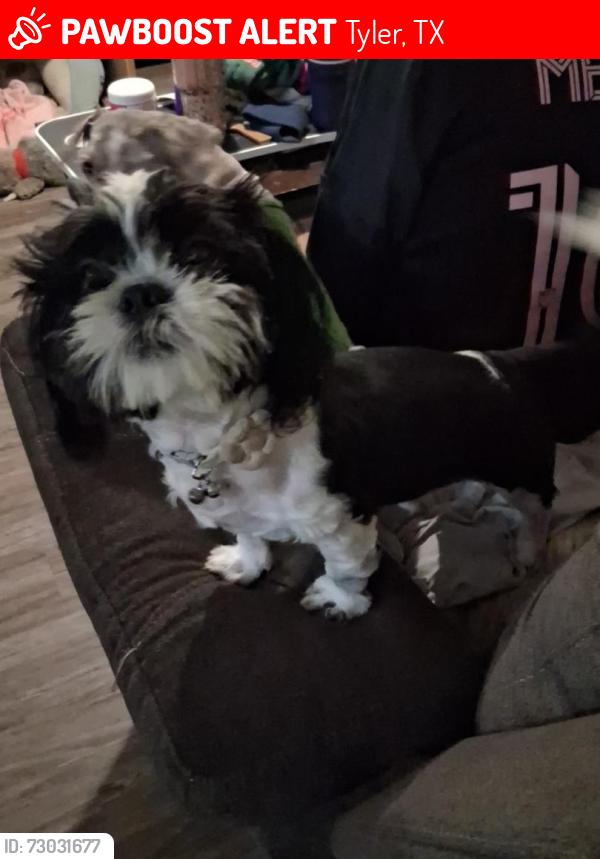 Lost Male Dog last seen Westridge st, Tyler, TX 75709