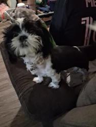Lost Male Dog last seen Westridge st, Tyler, TX 75709