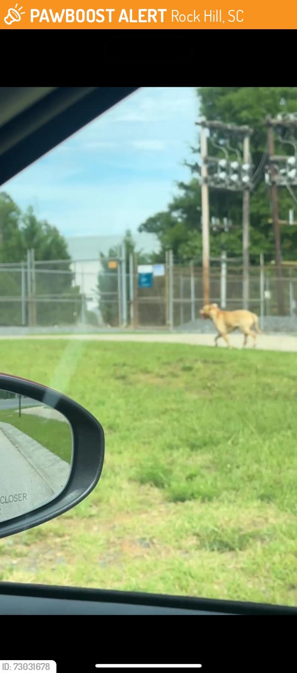 Found/Stray Unknown Dog last seen Elavation church, Rock Hill, SC 29730